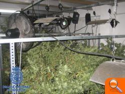 La Policía ha desmantelado un “laboratorioinvernadero” para el cultivo de marihuana - (foto 7)