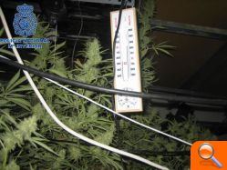 La Policía ha desmantelado un “laboratorioinvernadero” para el cultivo de marihuana - (foto 8)