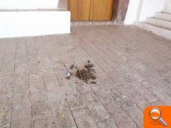 El PSPV denuncia la suciedad y la dejadez en el paraje de la Magdalena una semana después de las fiestas - (foto 4)
