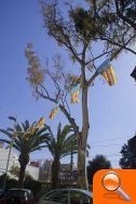 La Regidoria de Parcs i Jardins realiza una poda de saneamientos en los eucaliptos del municipio - (foto 4) La Regidoria de Parcs i Jardins realiza una poda de saneamientos en los eucaliptos del municipio - (foto 4)