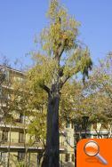 La Regidoria de Parcs i Jardins realiza una poda de saneamientos en los eucaliptos del municipio - (foto 3) La Regidoria de Parcs i Jardins realiza una poda de saneamientos en los eucaliptos del municipio - (foto 3)