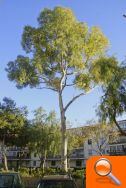 La Regidoria de Parcs i Jardins realiza una poda de saneamientos en los eucaliptos del municipio - (foto 2) La Regidoria de Parcs i Jardins realiza una poda de saneamientos en los eucaliptos del municipio - (foto 2)