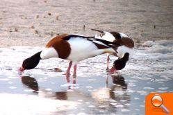 El Parque Natural de las Lagunas de la Mata y Torrevieja organiza una jornada de concienciación sobre la especie vulnerable Tarro Blanco