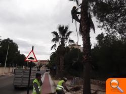 Costa y Playas embellece la avenida Las Ramblas de Oleza 