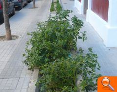 UPyD exige al PP que se comprometa con el barrio de Las 300 - (foto 2) UPyD exige al PP que se comprometa con el barrio de Las 300 - (foto 2)