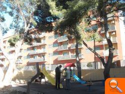 El Ayuntamiento restablece la normalidad en el Gómez Navarro y en unos días actuará sobre el resto de los pinos para prevenir nuevas caídas de ramas  - (foto 2)