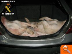 La Guardia Civil detiene a cuatro personas por el robo de dos cerdos en una explotación agrícola de Marines - (foto 2)