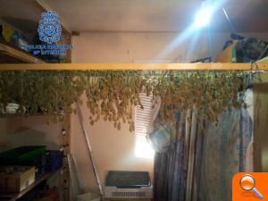La Policía Nacional desmantela un laboratorio de adulteración de droga y dos cultivos indoor de marihuana  - (foto 3)