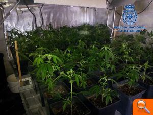 La Policía Nacional desmantela un laboratorio de adulteración de droga y dos cultivos indoor de marihuana  - (foto 2)