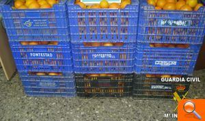 La Guardia Civil sorprende a una persona mientras sustraía naranjas en un campo del término municipal de Picanya - (foto 2)