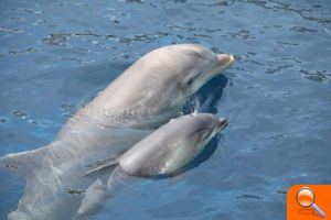 Nacen dos delfines en el Oceanogràfic