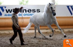 Mañana se elige en Fiecval al caballo de pura raza española “más bello” de Europa - (foto 2)
