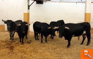 Los toros que se lidiarán en el concurso de recortes ya están en los corrales