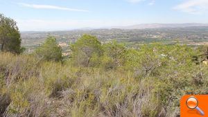 La Serra Perenxisa ya disfruta de la categoría de Microrreserva de flora - (foto 5)