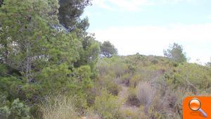 La Serra Perenxisa ya disfruta de la categoría de Microrreserva de flora - (foto 4)