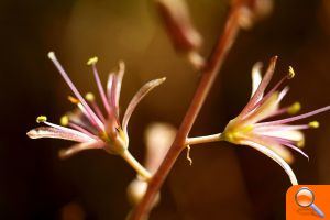 La Serra Perenxisa ya disfruta de la categoría de Microrreserva de flora - (foto 3)