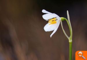 La Serra Perenxisa ya disfruta de la categoría de Microrreserva de flora - (foto 2)