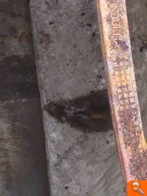 El Partido Popular exige a la ponente de Sanidad que saque a la luz los informes de desratización en Mislata - (foto 2)