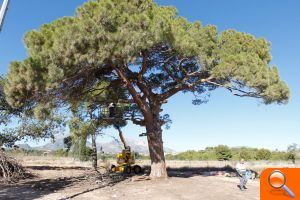 Operación de puesta a punto de árboles monumentales y singulares de l’Alfàs del Pi - (foto 2) Operación de puesta a punto de árboles monumentales y singulares de l’Alfàs del Pi - (foto 2)