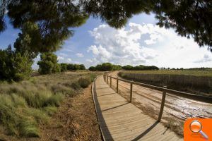 El viernes el Parque Natural de las Lagunas de la Mata y Torrevieja celebra el Día Mundial de los Humedales - (foto 2) El viernes el Parque Natural de las Lagunas de la Mata y Torrevieja celebra el Día Mundial de los Humedales - (foto 2)