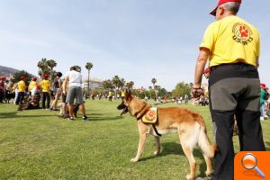 Más de 100 perros participan en la 1ª Jornada Gratuita de Adiestramiento Canino en el Campo de Golf de l’Albir - (foto 2)