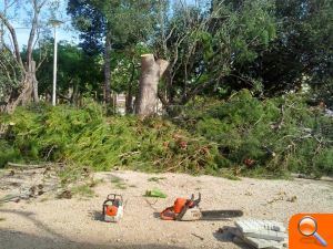 Compromís denúncia la tala d'arbres al Parc del Clot de la Mota i demana la convocatòria urgent del Consell de l'Arbratge - (foto 6) Compromís denúncia la tala d'arbres al Parc del Clot de la Mota i demana la convocatòria urgent del Consell de l'Arbratge - (foto 6)