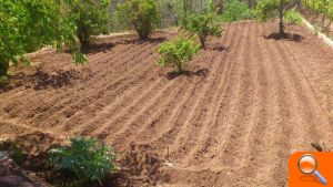 Los municipios del Camp de Túria generan 18 millones de euros al año en productos agrícolas en la Calderona