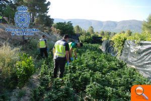 La Policía Nacional descubre una plantación de 3.143 plantas de marihuana en una finca en Alicante