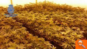 La Policía Nacional detiene a dos personas por cultivo hidropónico de marihuana en el interior de una vivienda - (foto 2)