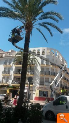 Técnicos especializados proceden a la revisión del estado fitosanitario de las palmeras municipales - (foto 2) Técnicos especializados proceden a la revisión del estado fitosanitario de las palmeras municipales - (foto 2)