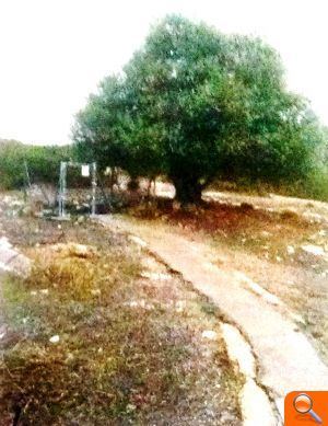Compromís denúncia el vessaments d’aigües fecals en un avenc a pocs metres del pou que nodreix d’aigua el municipi de Vall d’Alba - (foto 6) Compromís denúncia el vessaments d’aigües fecals en un avenc a pocs metres del pou que nodreix d’aigua el municipi de Vall d’Alba - (foto 6)