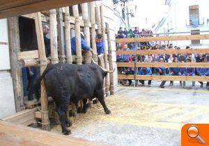 Ontinyent comença els dies de “bou en corda” - (foto 2)