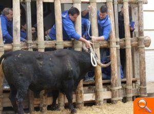 Ontinyent comença els dies de “bou en corda” - (foto 3)