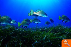 Una exposición fotográfica recoge las mejores imágenes de los ambientes marinos de la reserva del Cap de Sant Antoni