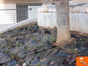 El Ayuntamiento de Alzira mejora los parterres de la plaza de Cartonatges - (foto 3) El Ayuntamiento de Alzira mejora los parterres de la plaza de Cartonatges - (foto 3)