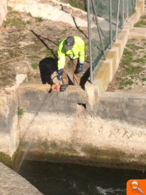El tratamiento preventivo contra la mosca negra ya ha comenzado a aplicarse - (foto 2)