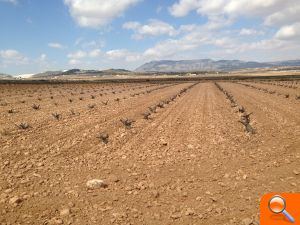 ASAJA Alicante crea la primera sectorial profesional del vino