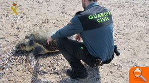 La Guardia Civil halla una tortuga de Carey que se encontraba varada y fallecida en la playa de El Saler