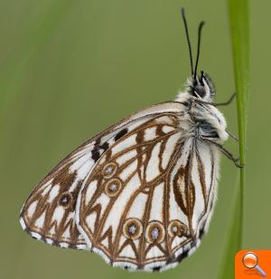 La UV participa en el primer atlas genético de las mariposas de la península ibérica