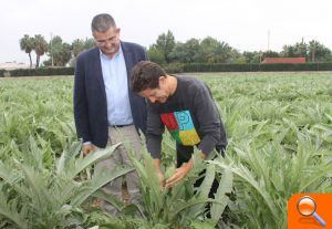 La campaña de alcachofas de la Vega Baja superará las 25.000 toneladas 