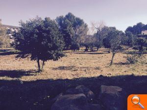 El ayuntamiento realiza trabajos de limpieza, mantenimiento y acondicionamiento en la Calle Oviedo - (foto 2)