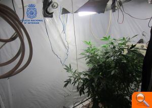 La Policía Nacional desmantela en Paterna una plantación de marihuana y detiene a dos personas