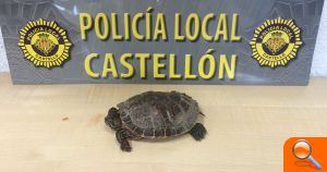 La Policía Local recoge una tortuga herida en la calle Santa Cruz de Teijeiro 