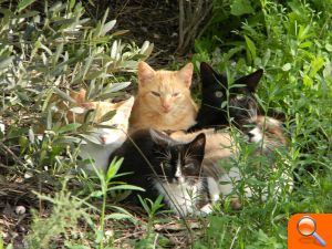 La Diputación y el Colegio de Veterinarios acometen la campaña de control de gatos abandonados más ambiciosa realizada en España