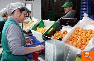 El Ayuntamiento pide agilidad a Hacienda para incluir en la rebaja del IRPF del níspero a Callosa d’en Sarrià