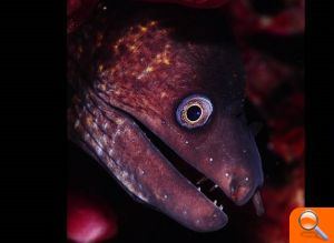 El Campionat Autonòmic de Vídeo Submarí 2016, a Benissa el diumenge 4 de setembre - (foto 2)