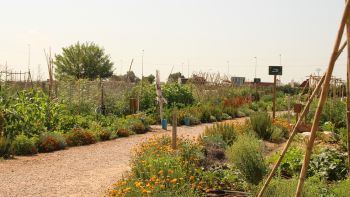 Alaquàs abre nueva convocatoria para 146 huertos urbanos