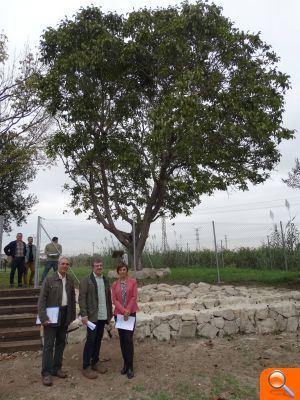 Finalizan las obras de recuperación ambiental del entorno de la Torre Muza de Benifaió - (foto 5) Finalizan las obras de recuperación ambiental del entorno de la Torre Muza de Benifaió - (foto 5)