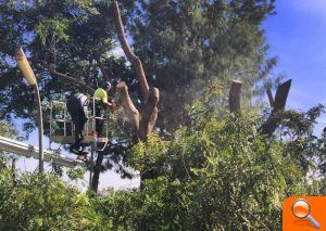 Alboraya comienza los trabajos de poda en el Paseo Aragón