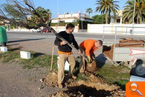 Borriana planta un total de 250 arbres i arbustos tant a L'Estany de la Vila com a la zona de l'Arenal - (foto 2) Borriana planta un total de 250 arbres i arbustos tant a L'Estany de la Vila com a la zona de l'Arenal - (foto 2)